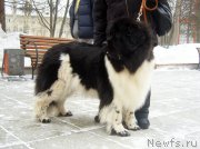 Превью фото № 118534