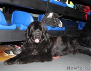 Превью фото № 118550