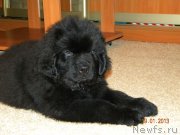 Превью фото № 118589