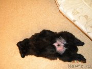 Превью фото № 118592