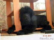 Превью фото № 118599