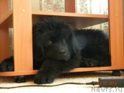 Превью фото № 118600