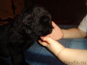 Превью фото № 118653