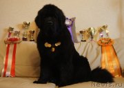 Превью фото № 118680