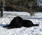 Превью фото № 118685