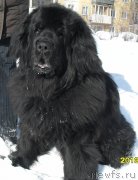 Превью фото № 118687