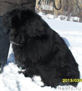 Превью фото № 118693