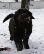 Превью фото № 118889