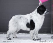 Превью фото № 118982