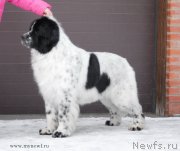 Превью фото № 118984