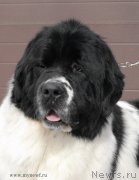 Превью фото № 119005