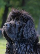 Превью фото № 119011