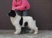 Превью фото № 119012