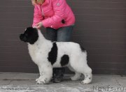 Превью фото № 119013