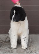 Превью фото № 119017