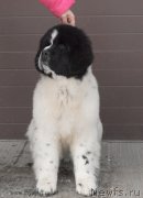 Превью фото № 119018