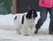 Превью фото № 119029