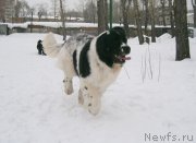 Превью фото № 119042