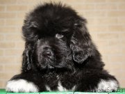 Превью фото № 119109