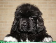 Превью фото № 119110