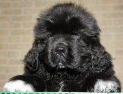 Превью фото № 119115