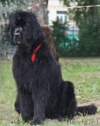 Превью фото № 119135