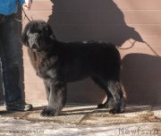 Превью фото № 119147