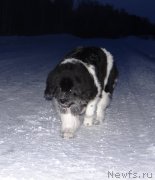 Превью фото № 119156