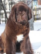 Превью фото № 119200