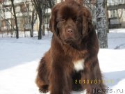 Превью фото № 119201