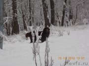 Превью фото № 119202