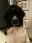 Превью фото № 119206