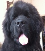 Превью фото № 119215