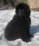 Превью фото № 119243