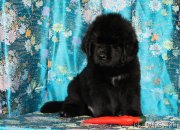 Превью фото № 119252