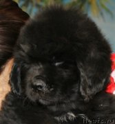 Превью фото № 119253