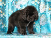 Превью фото № 119258