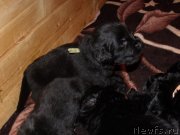 Превью фото № 119318