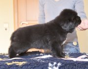 Превью фото № 119341