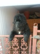 Превью фото № 119426