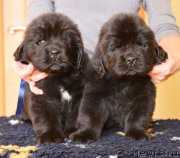 Превью фото № 119428