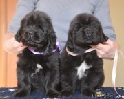 Превью фото № 119430