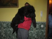 Превью фото № 119451