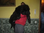 Превью фото № 119452