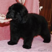 Превью фото № 119455