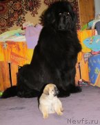 Превью фото № 119482