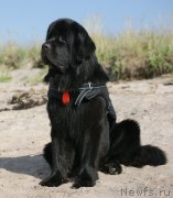 Превью фото № 119487