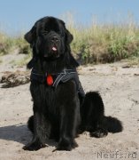 Превью фото № 119488