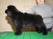 Превью фото № 119492