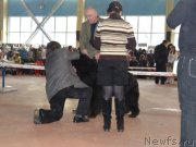 Превью фото № 119498